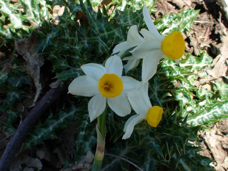 Narciso sugli Alburni(SA) - Narcissus tazetta